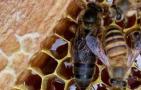 蜜蜂大肚病用什么药？