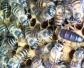 蜜蜂大量死亡怎么治疗？