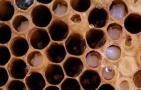 中蜂中囊病的症状是什么？