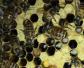中蜂中囊病是怎么引起的？