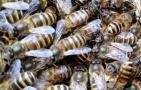 中蜂把幼虫拖出箱外是什么病？