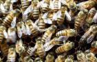 蜜蜂的冬眠方式是什么？