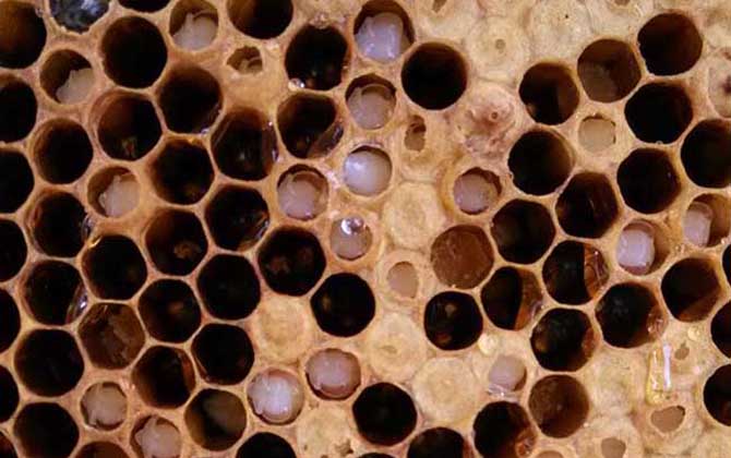 蜜蜂八种病虫害图片及防治