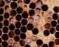 蜜蜂八种病虫害图片及防治