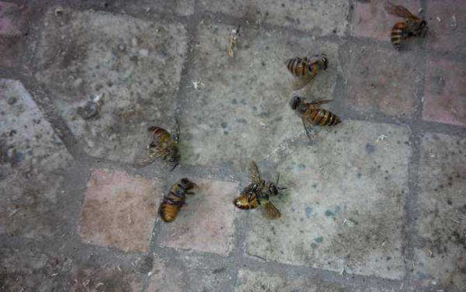 蜜蜂病虫害预防与治疗技术