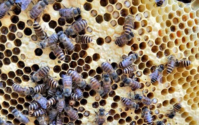 中蜂烂子病有什么特效药治疗？