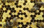 阿莫西林治疗中蜂烂子病有效吗？