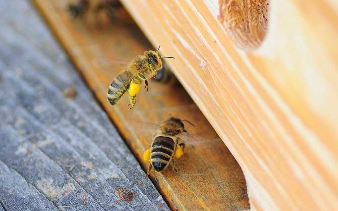 蜜蜂爬蜂病是什么原因？