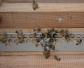 蜜蜂爬蜂病有几种？