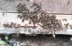 春繁爬蜂病怎么治疗？