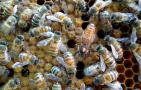 意蜂黑蜂病怎么治疗？