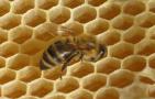 蜜蜂大肚病用什么药效果最好？