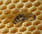 蜜蜂大肚病用什么药效果最好？
