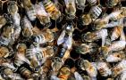 意蜂治疗大小蜂螨用什么药好？