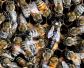 意蜂治疗大小蜂螨用什么药好？