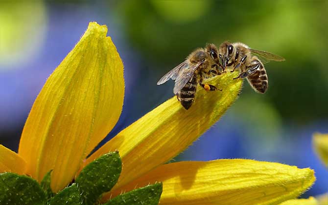 蜜蜂的别名叫什么？有叫蜂的，也有叫蜂子的，但一般都叫蜜蜂！