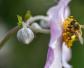蜜蜂有几条腿？三型蜂都是6条，但工蜂腿上有花粉框和花粉刷！