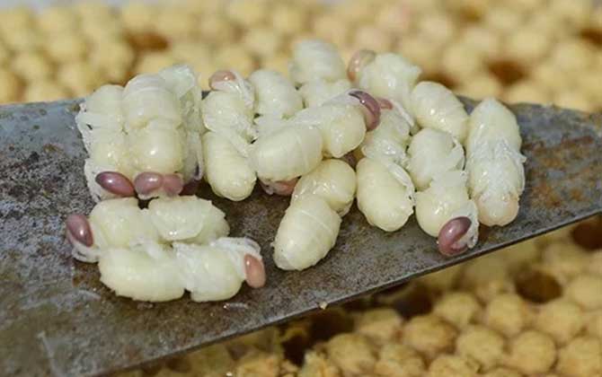 男性吃雄蜂蛹的功效有哪些？