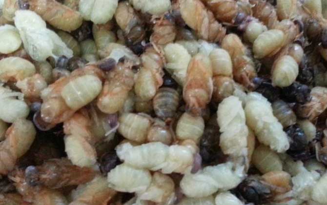 雄蜂蛹对治疗前列腺有用吗？