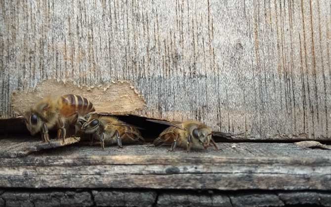 中蜂人工分蜂方法和技巧，主要有三种方法，但都要注意避免回蜂！