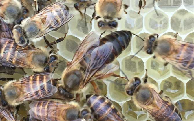 蜂王、雄蜂和工蜂分别是什么蜂？