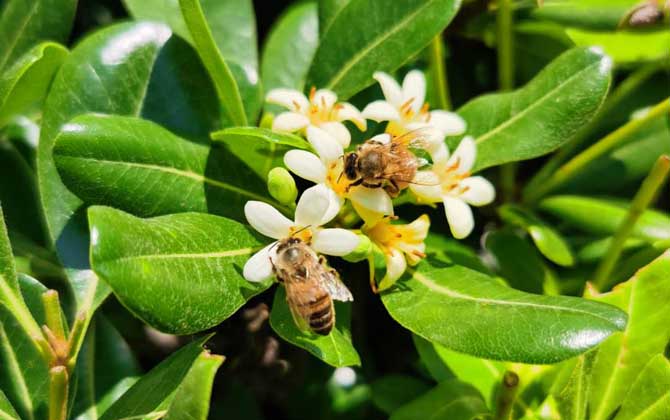 蜜蜂中的工蜂是什么蜂？