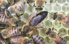 蜂王、雄蜂和工蜂分别是什么蜂？