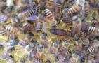 蜜蜂中的蜂王是什么蜂？