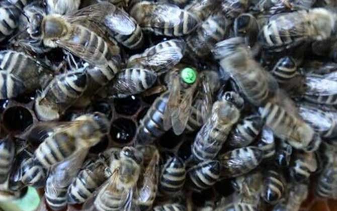 东北黑蜂是什么品种？欧洲黑蜂和卡尼鄂拉蜂杂交成的“新蜂种”！