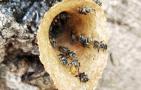 酸蜂怎么找到蜂窝？