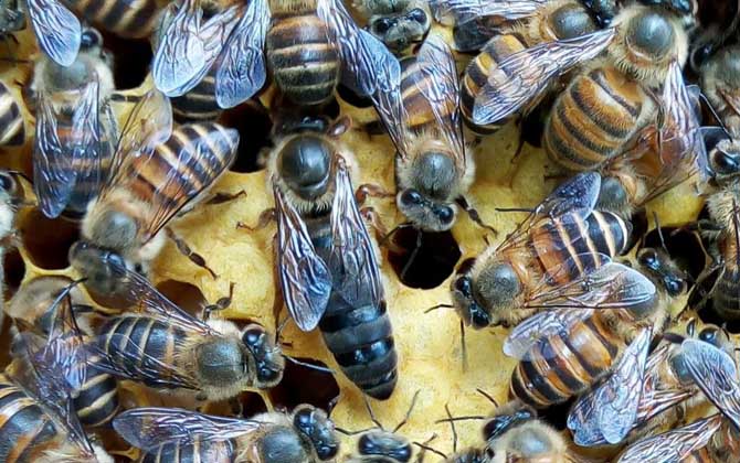 蜂王的作用有哪些？主要是产卵，并能分泌信息素维持蜂群秩序！