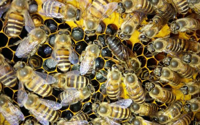 蜂王和工蜂分别是什么蜂？都是雌性蜜蜂，但工蜂不能正常产卵！