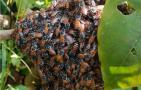 黑小蜜蜂是什么蜂？蜜蜂的一种，我国分布在云南南部热带地区！