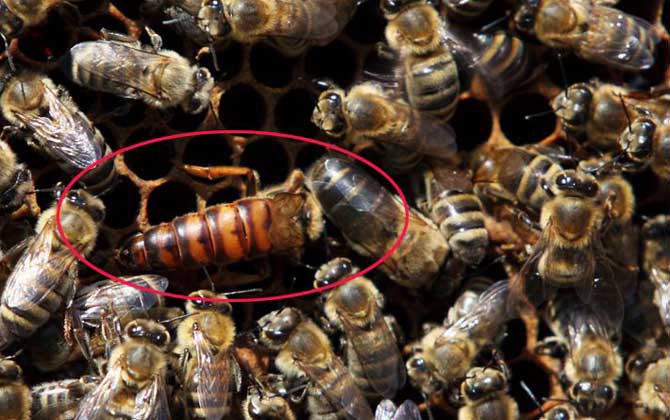 黑蜂有毒吗？有毒，但毒性不强，只需简单处理2～3天可自愈！
