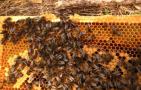 蜜蜂有几种类型的蜂？有三种蜂型，分别是蜂王、工蜂和雄蜂！