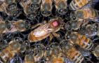 杀死蜂王蜜蜂会怎么样？未必一定灭亡，条件具备时能急造王台！