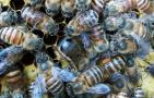 中国蜜蜂种类图片大全