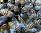 中国蜜蜂种类图片大全