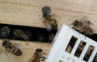蜜蜂冬天会分群吗？