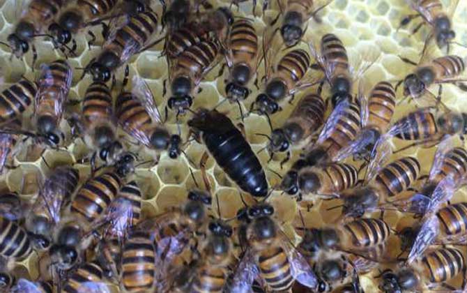 蜜蜂南方冬天怎么喂养？