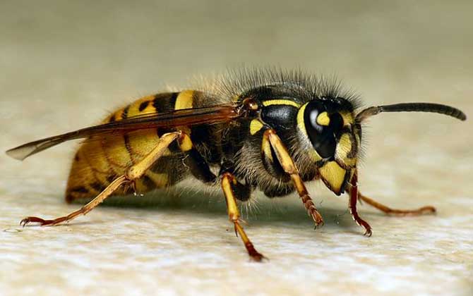 胡蜂真的能蛰死人吗？