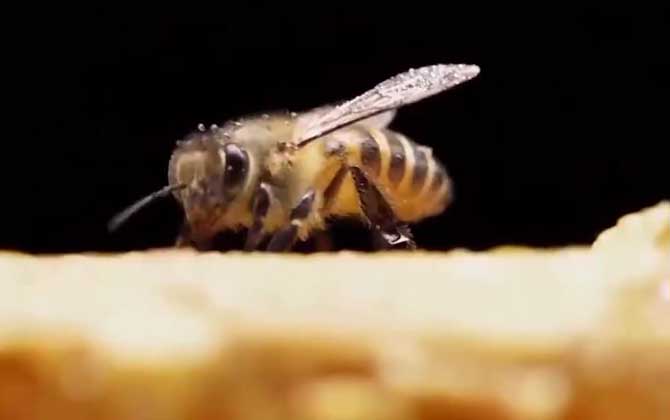 中蜂多久清理一次蜂箱？