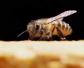 中蜂多久清理一次蜂箱？