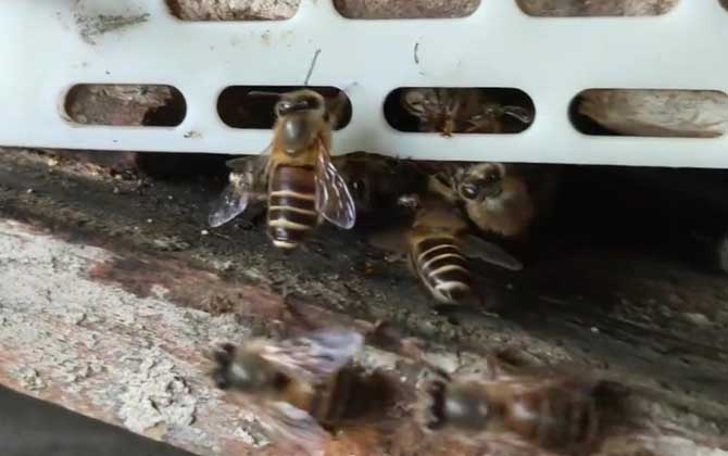 格子箱养蜂