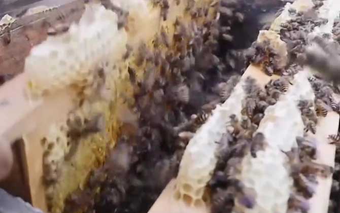 中华蜜蜂怎么养双王？
