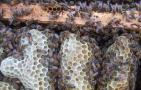中华蜜蜂饲料及饲喂方法