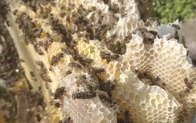 土蜂和意蜂有什么区别？