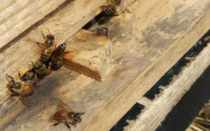 土蜂蛰后怎么消肿止痛？