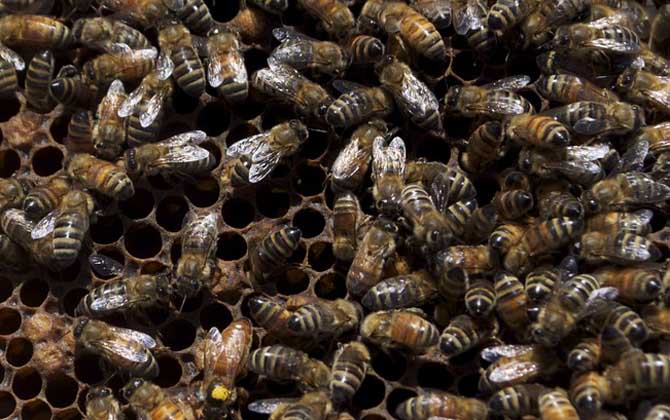 蜂螨会危害意蜂蜂群吗？