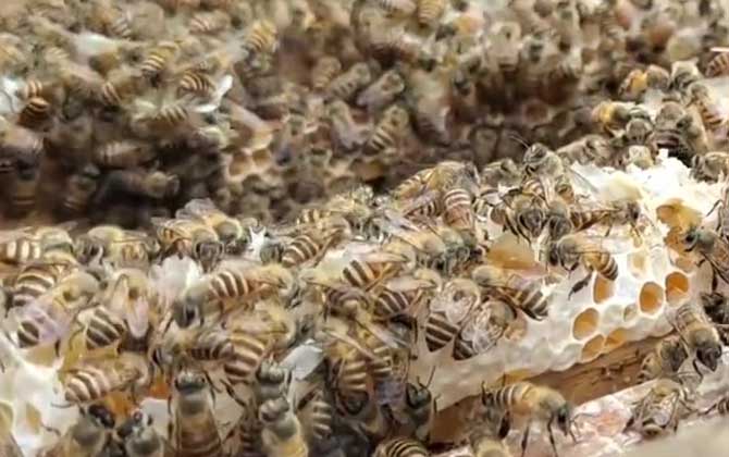 新手养蜂什么时候进种好？
